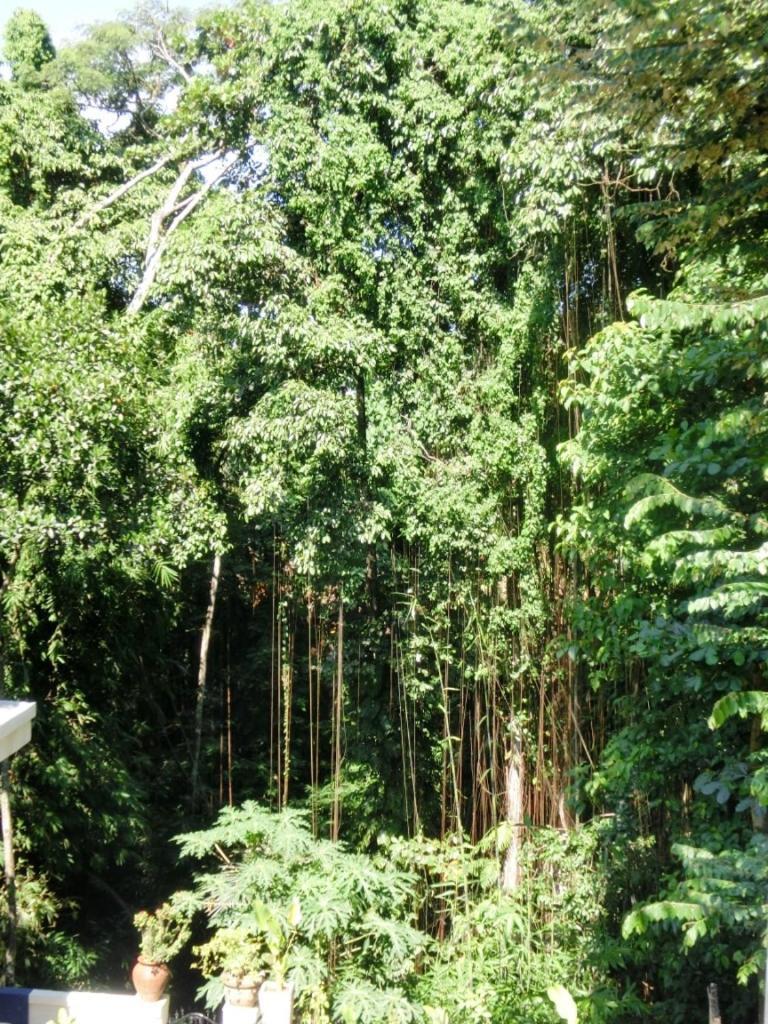 Latugu Homestay Ubud Quarto foto
